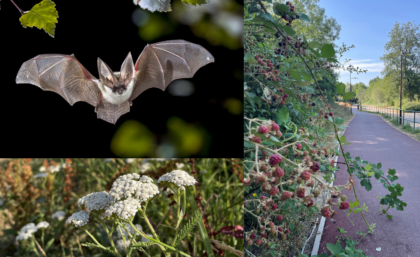 Bat Walk at Blue Lagoon